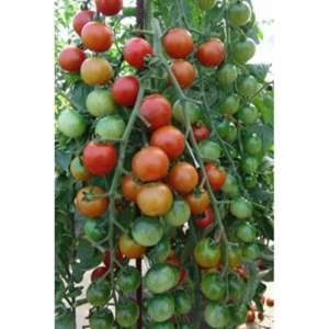 Шерола F1 - томат індентермінантний, 500 насінин, Moravo Seed, Чехія фото, цiна